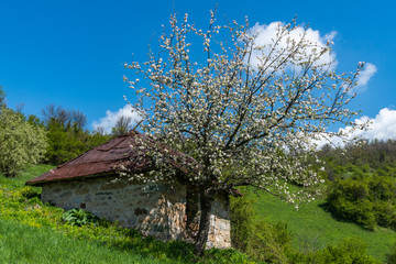 A mountain house with a beautiful tree grows. Beautiful nature in Serbia