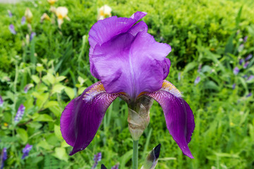One iris germanica violet flower
