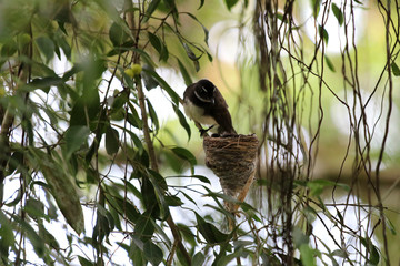 Malaysian pied fantail (Rhipidura javanica) with young in nest - Sepilok Borneo Malaysia Asia