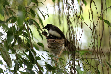 Malaysian pied fantail (Rhipidura javanica) with young in nest - Sepilok Borneo Malaysia Asia