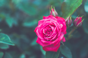 pink rose in garden