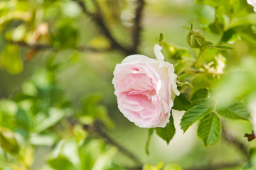 pink rose in garden