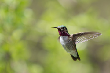 Calliope Hummingbird in Flight