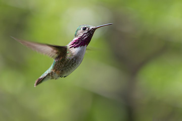 Fototapeta premium Calliope Hummingbird in Flight