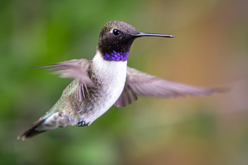 Fototapeta na wymiar Black Chinned Hummingbird in Flight
