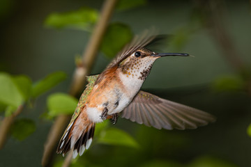 Broad Tailed Hummingbird in Flight