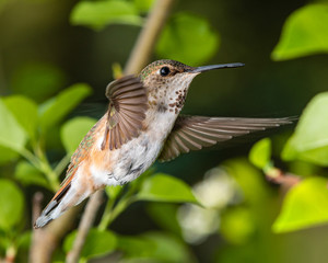 Broad Tailed Hummingbird in Flight