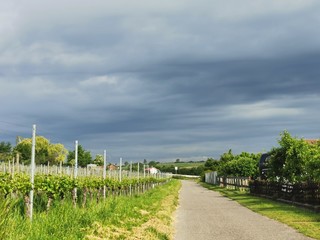 Obraz premium black forest vineyard spring tour