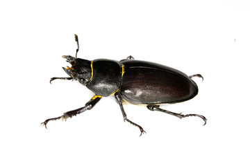 Female Stag Beetle Insect On White Background Close Up