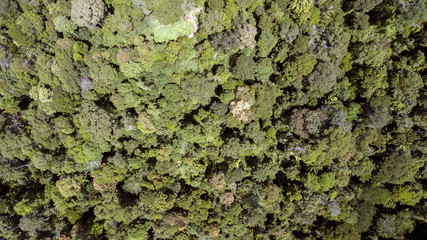 scenary rain forest from aerial