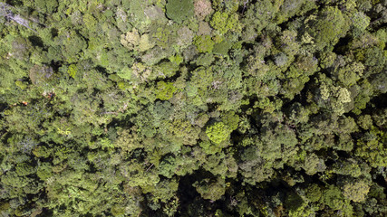 scenary rain forest from aerial