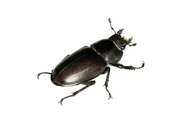 Female Stag Beetle Insect On White Background Close Up