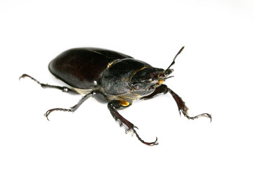 Female Stag Beetle Insect On White Background Close Up