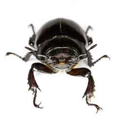 Female Stag Beetle Insect On White Background Close Up