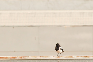 Seagulls on rooftop of Barcelona. Spain
