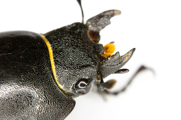 Female Stag Beetle Insect On White Background Close Up