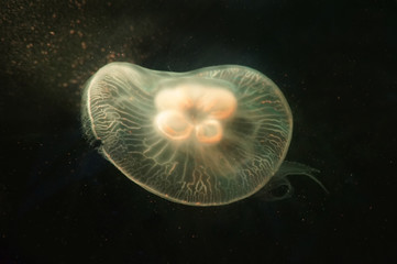 Jellyfish swimming in water