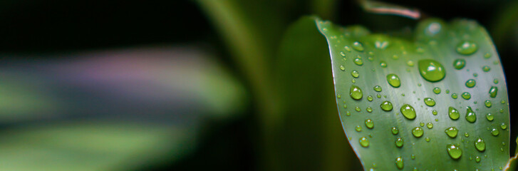Banner size,Rain water on green leaves pattern background
