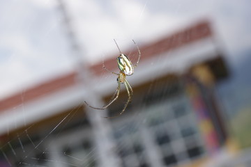 Araña