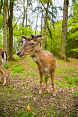 Deer on territory of medieval castle Blatna in spring time, Czech Republic