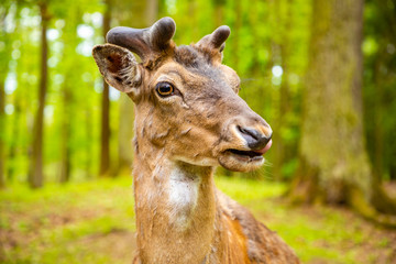 Deer on territory of medieval castle Blatna in spring time, Czech Republic