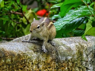 Chipmunk of Kanyakumari