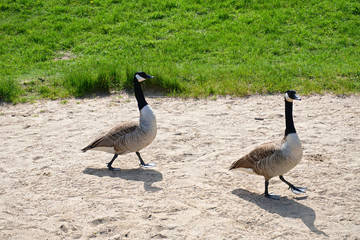canada geese at the beach in Sweden