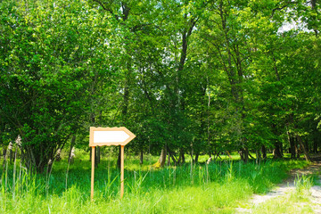 White empty template  indicating the direction near the forest road in Ukraine in the summer. Mock up pointer.