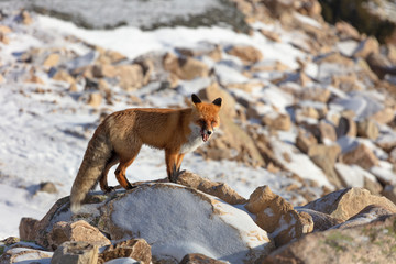  Fluffy wild red fox in the rocky mountains. wild fox opens its mouth and yawns and licks its tongue