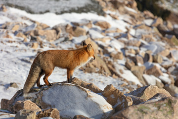  Fluffy wild red fox in the rocky mountains. wild fox stands and stares