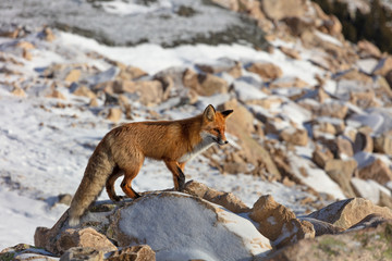  Fluffy wild red fox in the rocky mountains. wild fox stands and stares