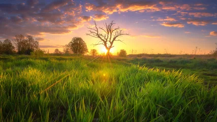 Gardinen Frühling Natur. Sonnige Morgenlandschaft mit herrlichem Himmel. Graswiese im Sonnenlicht. Ländliche Szene © dzmitrock87