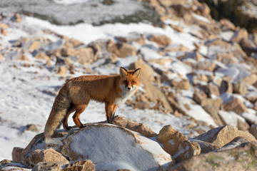  Fluffy wild red fox in the rocky mountains. wild fox stands and stares