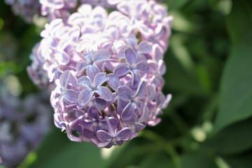 Purple Lilac flower in Sweden