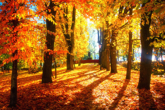 Autumn. Autumn alley in park. Vibrant red and yellow trees on sunny day. Colorful trees in sunlight