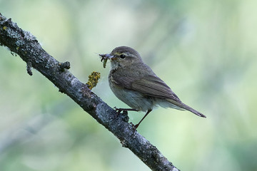 Common chiffchaff (Phylloscopus collybita)