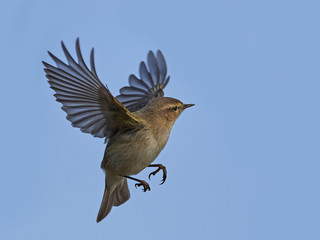 Common chiffchaff (Phylloscopus collybita)