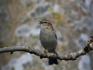 Common chiffchaff (Phylloscopus collybita)