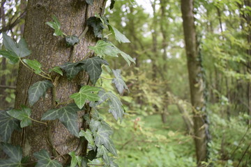 Obraz premium Picture