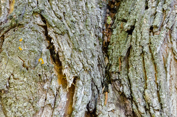 Old Wood Tree Texture Background