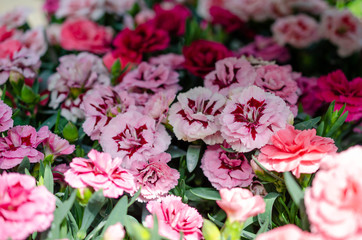 many flowers different colors in summer