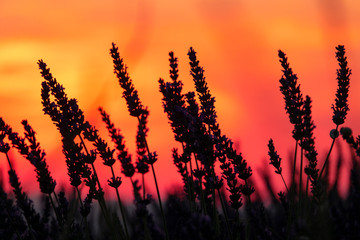 SILHOUETTE: Picturesque shot of a field of lavender and the colorful evening sky