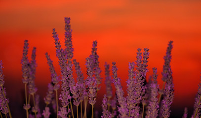 CLOSE UP, DOF: Burnt orange sky illuminates the field of lavender in Provence.