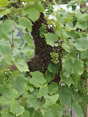Bienenschwarm