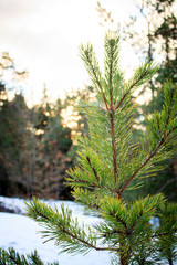 Obraz premium Fir Branch
