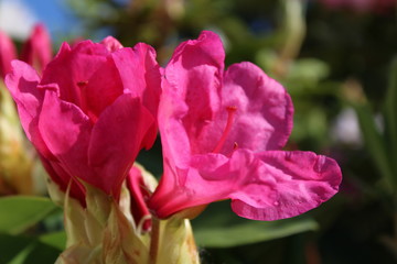 Fototapeta na wymiar Bright pink rhododendron flowers blooming in the spring sunshine