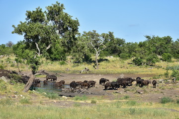 herd of buffaloes near waterhoíle in african landscape