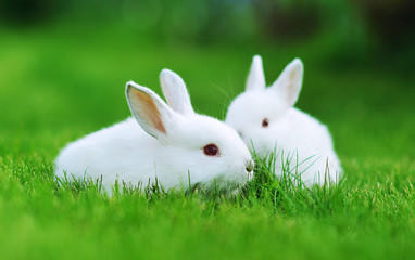 Baby white rabbits in grass