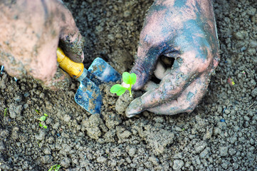Gardener hands preparing soil for seedling in ground