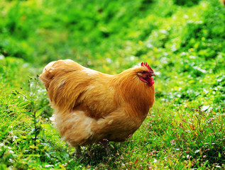 chicken in grass on a farm